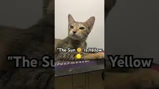 #мемы #кот #смешныекошки #солнечныекошки #детенышиживотных