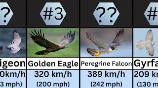 Top 50 Fastest Birds in the World of All Time