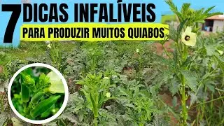 7 DICAS INFALIVEIS PARA PRODUZIR MUITOS QUIABOS - DICAS SIMPLES E CERTEIRAS
