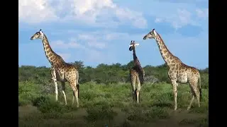 Namibia expedition 3.0  ep. 7 -  parco nazionale Etosha