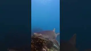 A Curious Grey Nurse Shark Swims By! 🦈 #sharks