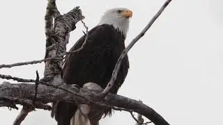 How A Bald Eagle Sounds