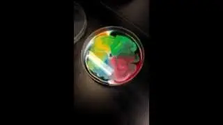 Polarity Experiment