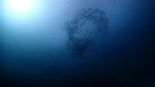 RajaAmpat3ギンガメアジ