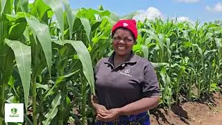 Is it really possible to harvest 70 bags of maize from just one acre?