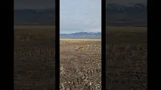 Dip Marks and Force Fetch 