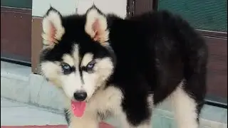 Famous breed worldwide Siberian husky!