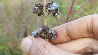 Семена Hyptis suaveolens: волшебство после дождя