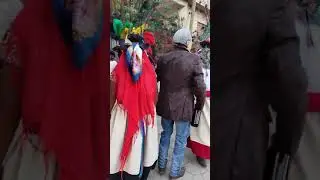 As&iacute; se disfruta el carnaval con los perros del agua...