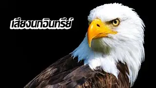 เสียงนกอินทรีร้อง 10 ชั่วโมง
