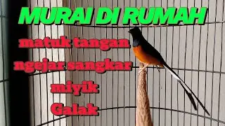 PENYEBAB MURAI SAAT DIRUMAH MIYIK, PATUK TANGAN, GALAK, NGEJAR2 SANGKAR