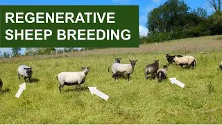 Grass Fed Sheep Without Worming - Regenerative Sheep Breeding in Wales