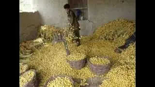Making of dry date from dates by skarim .AVI