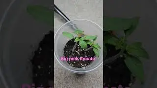 Big pink tomato seed #Big #pink #tomato #seed