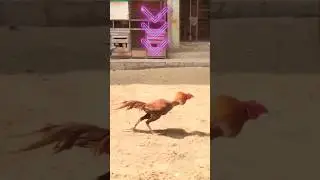 gp sir fitg video's #reels #jb #gp #rooster #shorts