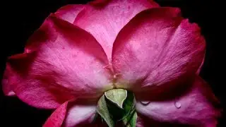 Pink Rose Portrait