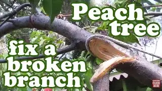 Peach Tree Staking - Repair Broken Branch - How to Stake a Tree -Garden Stakes Support GardenersLand