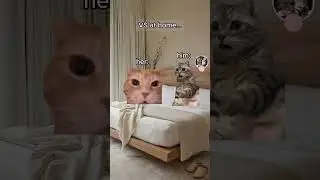 Send This To Your Girlfriend / Boyfriend🥰 #cute #couple #love #memes #meme #cat #cats #relationship