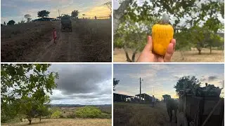 COLHENDO CAJU E CARREGANDO PALMA