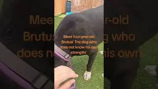 Meet Brutus