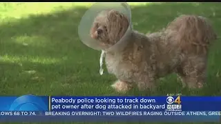 Peabody Police Looking For Pet Owner After Dog Attack