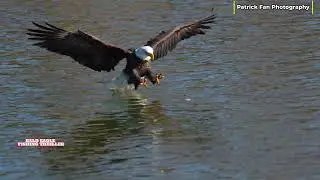 Majesty in Motion: A Bald Eagle’s Perfect Hunt 🦅🎣 | Slow Motion Wildlife  4K  #viral #wildlife