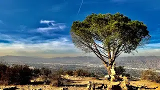 MAGICAL TREE ABOVE THE HOLLYWOOD HILLS - WISDOM TREE