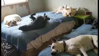 The dogs were sleeping good till some asshole set off a bomb.