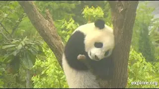 Panda Cams GV YanHui&Twins Asleep in Nooks & Crannies & Play🤗explore.org