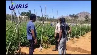 IRIS Polymers | Mulch Film | Quality that Nourishes Crops & Farmers!👨&zwj;🌾
