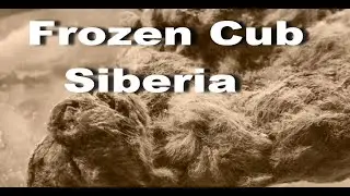 Cave Lion Cub Frozen | Siberian Arctic | Frozen Cub Siberia | Eurasian Cave Lion | Siberia Ice age