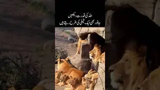 Animals Also Have Families: A Sign of Allah&rsquo;s Creation #shorts #youtubeshorts #trending