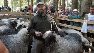 Nije dao ovna ni za golfa sedmicu