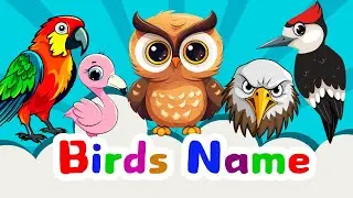 Kids Vocabulary - Birds | Birds Vocabulary | Fun Educational Videos | Learn English for Kids
