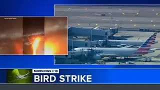 Scare in the air: Flight makes emergency landing after bird strikes engine