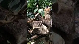 Inspiration to be LAZY 😆🦥#sloth #inspiration #lazy #uae #dubai #rainforest #travel #asmr #bts