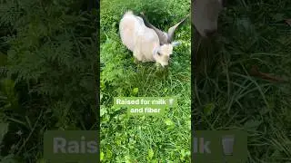 Nigora Goats (Nigerian Dwarf & Angora Cross) 🐐