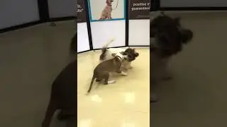 Buffy Dog