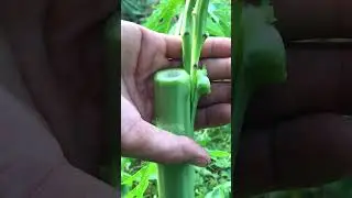 How to graft a male papaya tree into a female papaya tree