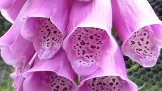 Foxglove - Digitalis purpurea  -  Fingurbjargarbl&oacute;m - Eitru&eth; planta - Gar&eth;planta