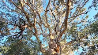 New earth transition ✨️