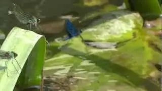 Lovewheel Banded Demoiselle / Lovewheel Weidebeekjuffers