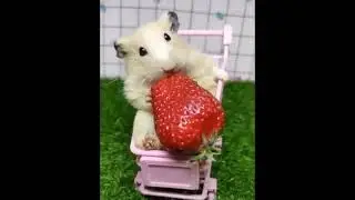 6807 Curious Whiskers#hamsterfashion #hamster, #hamsters, #hamsterlife, #hamsterlove, #hamsterfun, #
