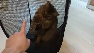 【955日目】ランドリーバスケット占拠猫 #ソマリ #cat