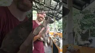 Day in the life of  an animal shelter, Philippines!
