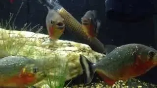 LITTLE PIRANHA CPM underground music magazine  N1