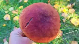 Для охоты среди берез: Hribi de Mesteacan / Оранжевый березовый гриб = Leccinum versipelle