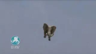 IFAW 
