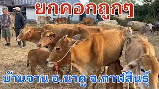 #ราคาวัววันนี้ 3 กุมภาพันธ์ 2569 #ตลาดวัวบ้านจาน #อำเภอนาคูจังหวัดกาฬสินธุ์ #cow #animals #farming 