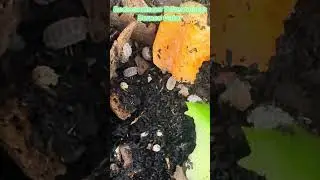 Borneo Alligator Isopod (Reductoniscus Tuberculatus) #isopodfactory #terrarium #isopods #bioactive